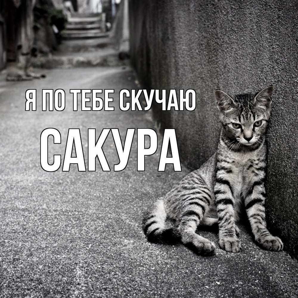 Открытка на каждый день с именем, Сакура Я по тебе скучаю одиноко котику Прикольная открытка с пожеланием онлайн скачать бесплатно 