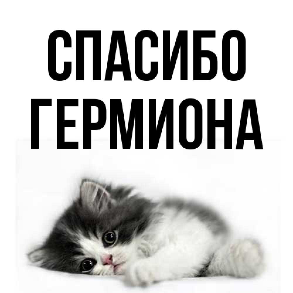 Открытка на каждый день с именем, Гермиона Спасибо черный и белый кот Прикольная открытка с пожеланием онлайн скачать бесплатно 