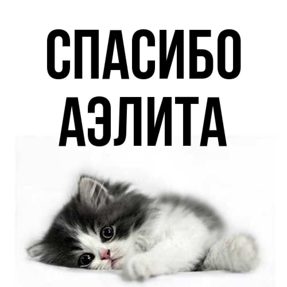 Открытка на каждый день с именем, Аэлита Спасибо черный и белый кот Прикольная открытка с пожеланием онлайн скачать бесплатно 