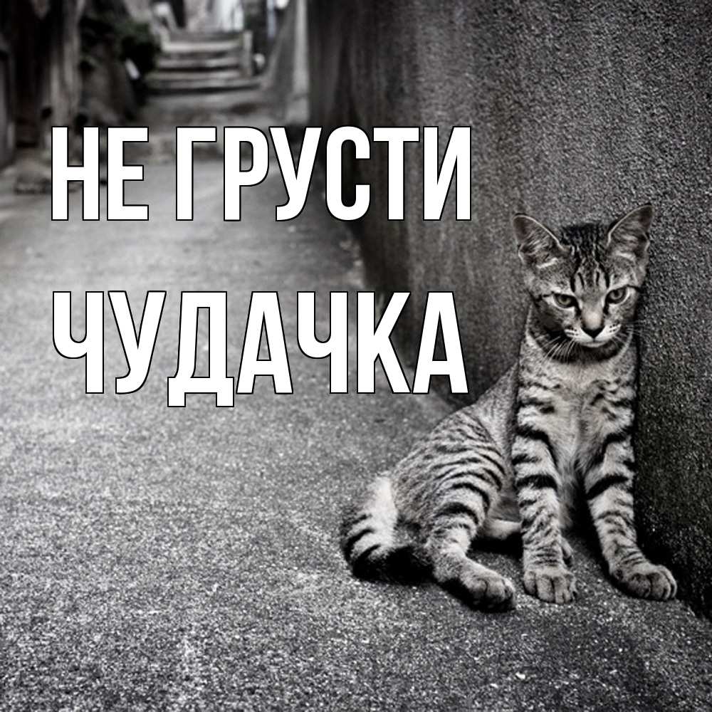 Открытка на каждый день с именем, Чудачка Не грусти скучающий котик Прикольная открытка с пожеланием онлайн скачать бесплатно 