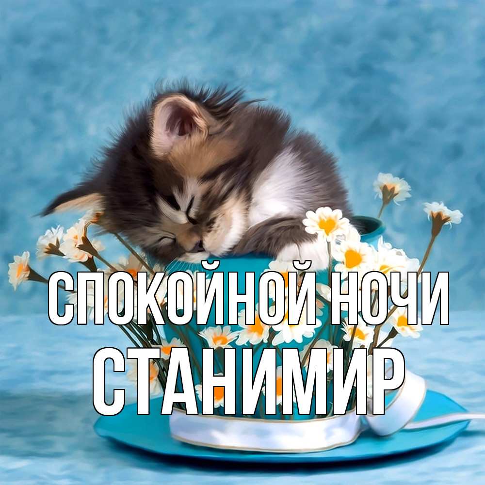 Открытка на каждый день с именем, Станимир Спокойной ночи котенок спит в кружке с блюдцем Прикольная открытка с пожеланием онлайн скачать бесплатно 