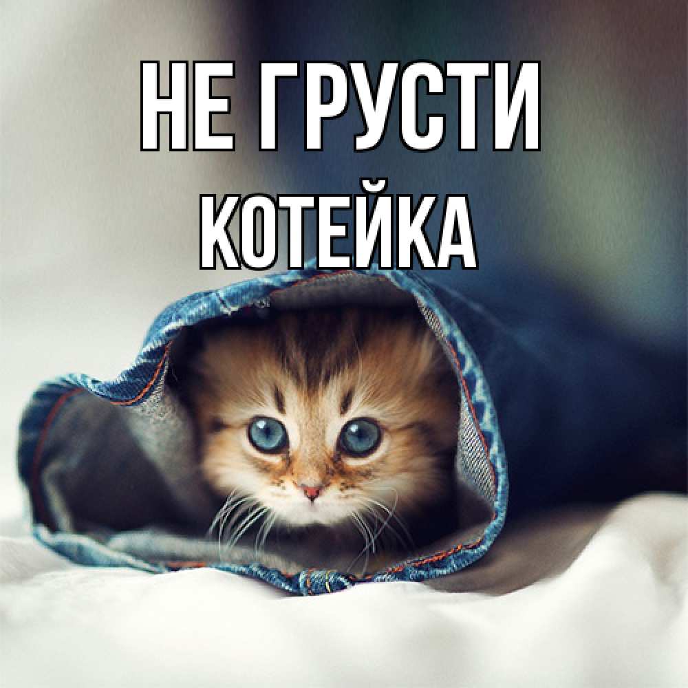 Открытка на каждый день с именем, Котейка Не грусти кот в одежде Прикольная открытка с пожеланием онлайн скачать бесплатно 