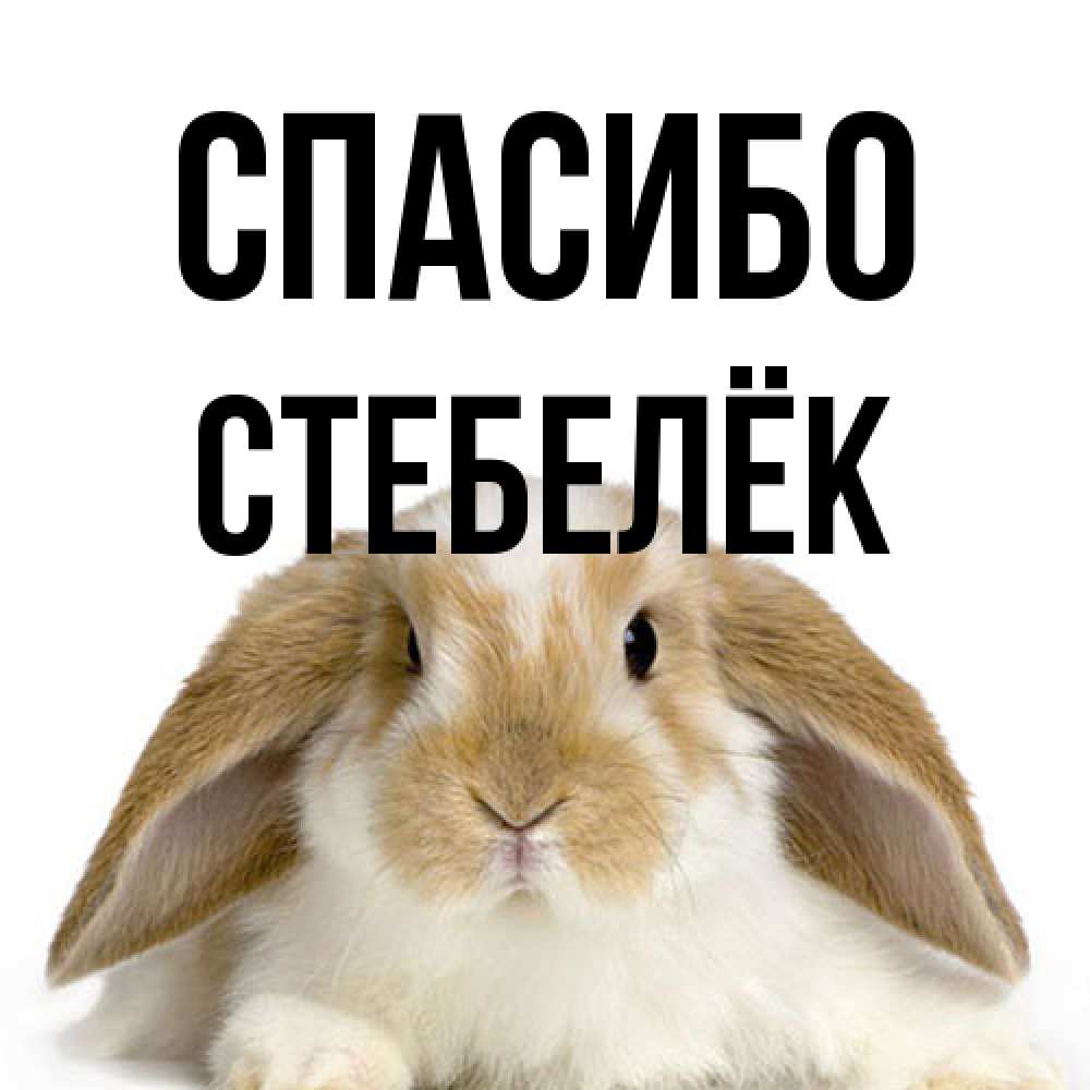Открытка на каждый день с именем, Стебелёк Спасибо коричнево белый заяц Прикольная открытка с пожеланием онлайн скачать бесплатно 