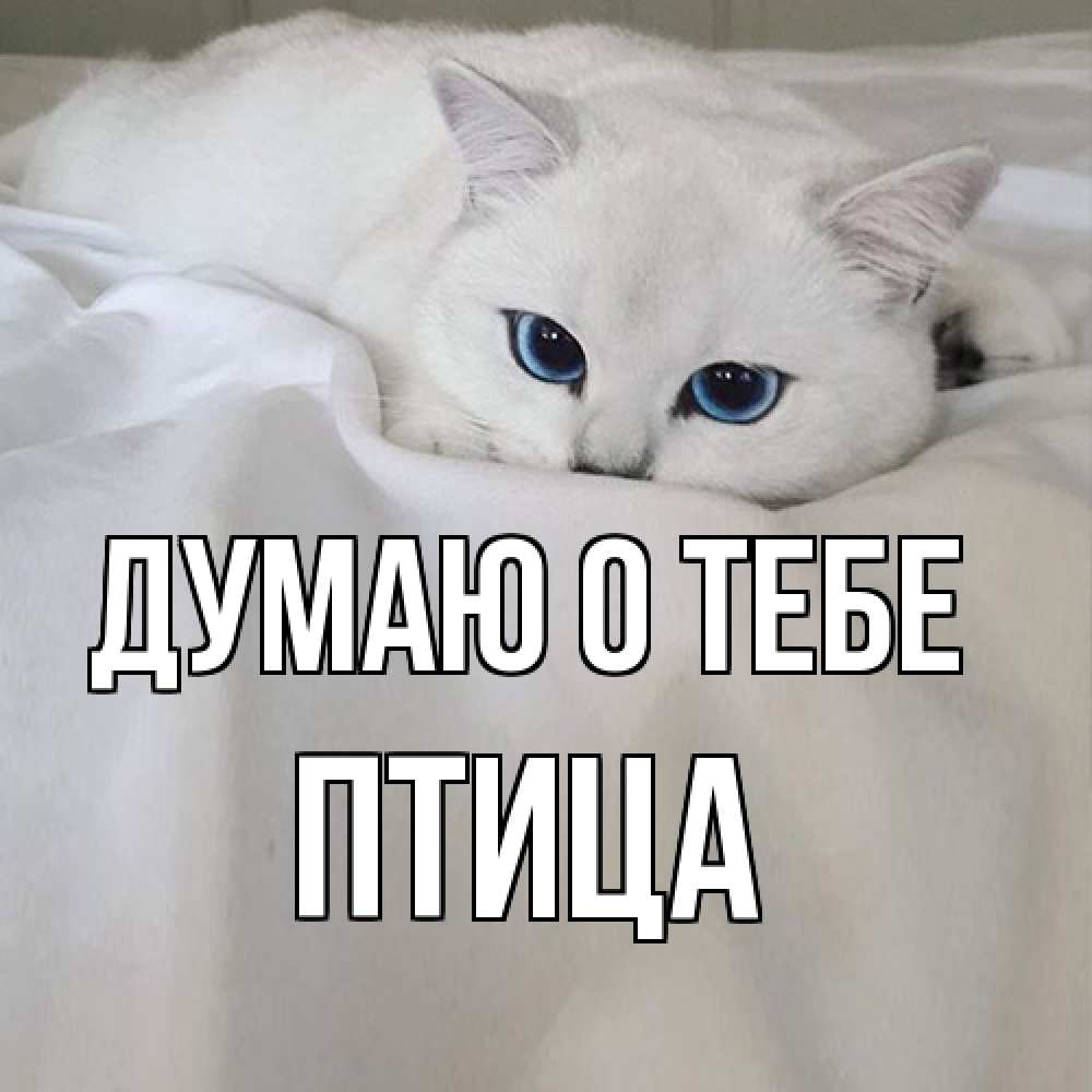 Открытка на каждый день с именем, Птица Думаю о тебе я очень по тебе скучаю и тоскую Прикольная открытка с пожеланием онлайн скачать бесплатно 