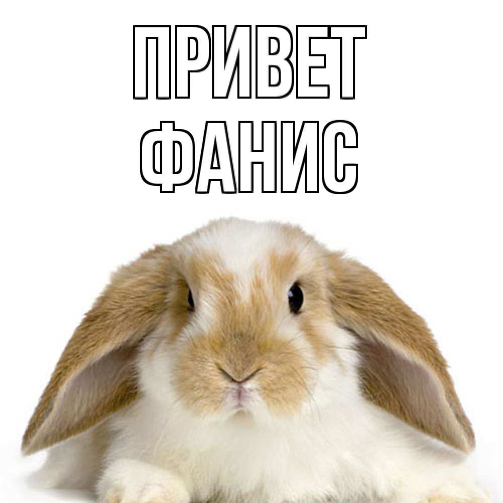 Открытка на каждый день с именем, Фанис Привет с животными Прикольная открытка с пожеланием онлайн скачать бесплатно 