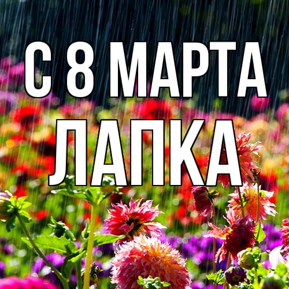 Открытка на каждый день с именем, лапка C 8 МАРТА цветы под дождиком к международному женскому дню Прикольная открытка с пожеланием онлайн скачать бесплатно 