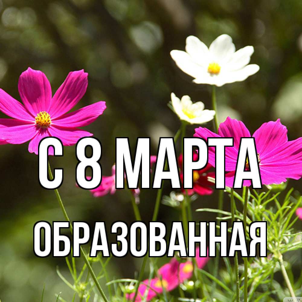Открытка на каждый день с именем, Образованная C 8 МАРТА цветы Прикольная открытка с пожеланием онлайн скачать бесплатно 