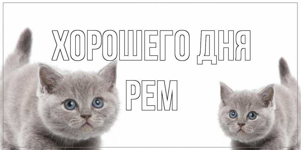 Открытка на каждый день с именем, Рем Хорошего дня открытка с котами Прикольная открытка с пожеланием онлайн скачать бесплатно 