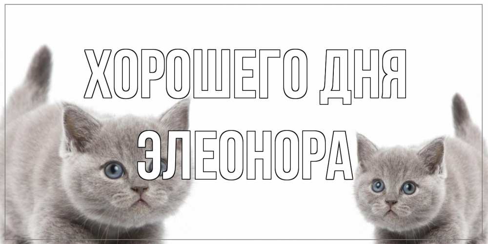 Открытка на каждый день с именем, Элеонора Хорошего дня открытка с котами Прикольная открытка с пожеланием онлайн скачать бесплатно 