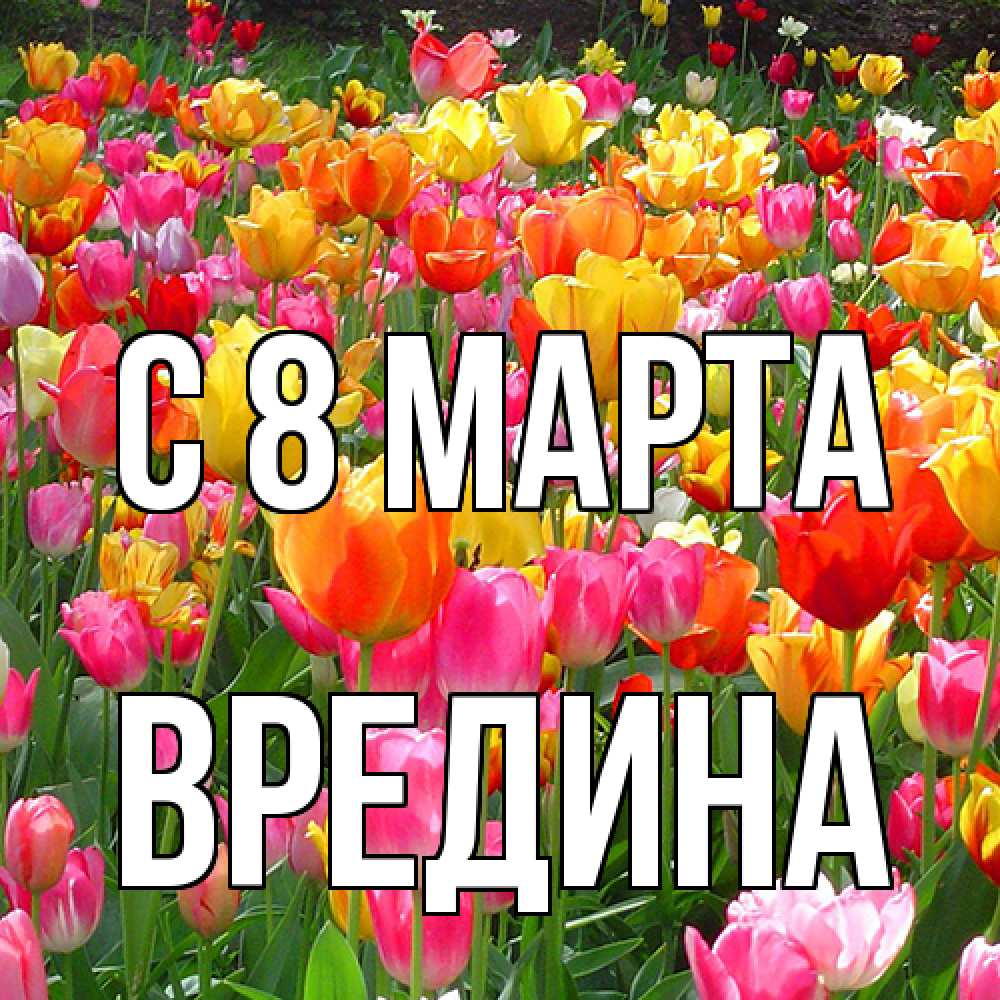 Открытка на каждый день с именем, вредина C 8 МАРТА на международный женский день Прикольная открытка с пожеланием онлайн скачать бесплатно 