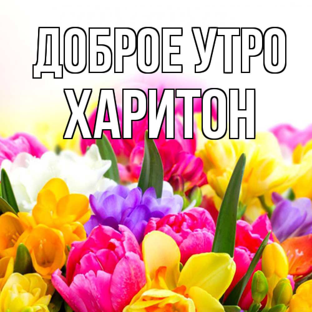 Открытка на каждый день с именем, Харитон Доброе утро создать открытку со свое подписью Прикольная открытка с пожеланием онлайн скачать бесплатно 