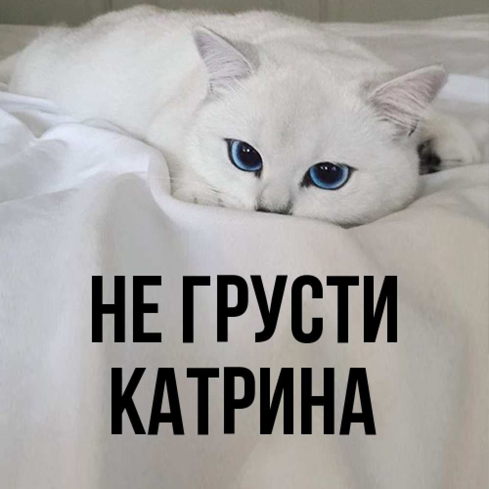 Открытка на каждый день с именем, Катрина Не грусти Голубоглазая кошка Прикольная открытка с пожеланием онлайн скачать бесплатно 