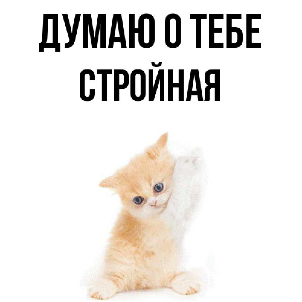 Открытка на каждый день с именем, Стpойная Думаю о тебе зверушки и милота Прикольная открытка с пожеланием онлайн скачать бесплатно 