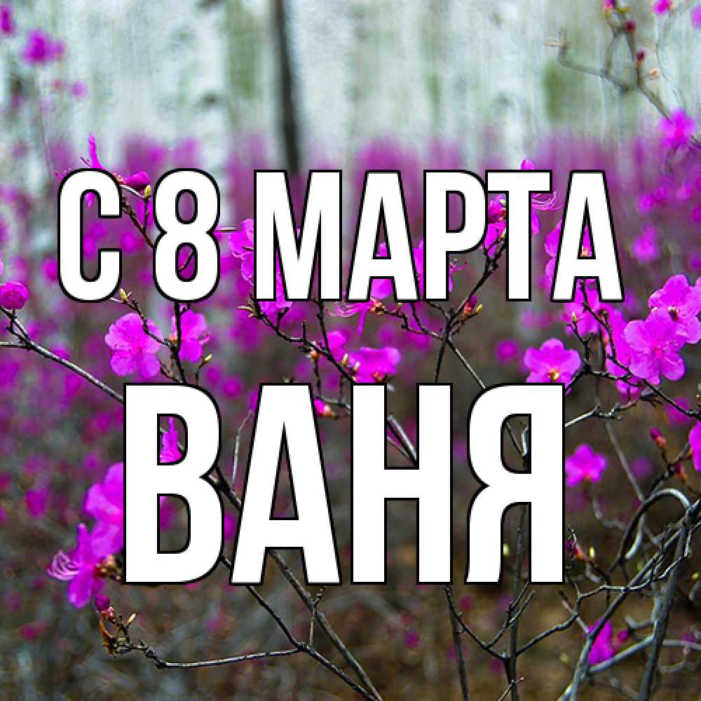 Открытка на каждый день с именем, Ваня C 8 МАРТА дикие цветы Прикольная открытка с пожеланием онлайн скачать бесплатно 