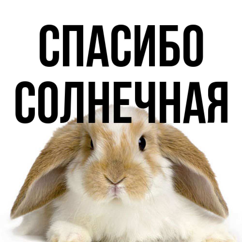 Открытка на каждый день с именем, солнечная Спасибо коричнево белый заяц Прикольная открытка с пожеланием онлайн скачать бесплатно 