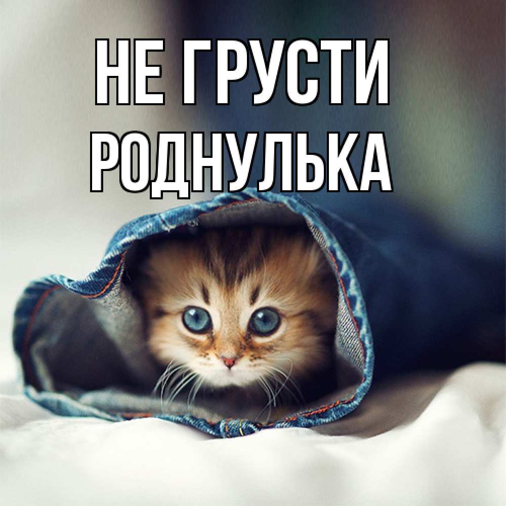 Открытка на каждый день с именем, Роднулька Не грусти рыжик котик Прикольная открытка с пожеланием онлайн скачать бесплатно 