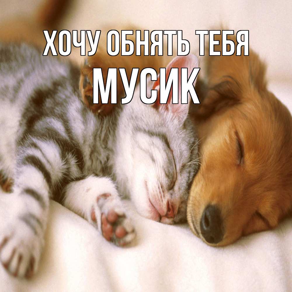 Открытка на каждый день с именем, мусик Хочу обнять тебя пес и котенок Прикольная открытка с пожеланием онлайн скачать бесплатно 