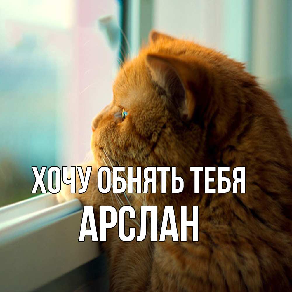Открытка на каждый день с именем, Арслан Хочу обнять тебя большой огромный рыжий котяра Прикольная открытка с пожеланием онлайн скачать бесплатно 