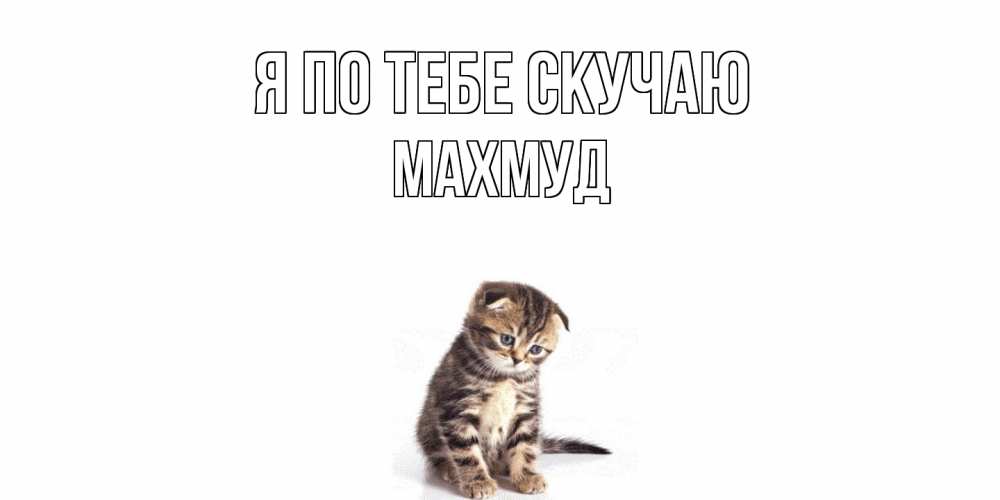 Открытка на каждый день с именем, Махмуд Я по тебе скучаю кот Прикольная открытка с пожеланием онлайн скачать бесплатно 