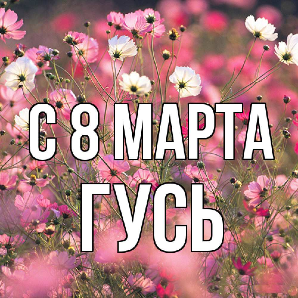 Открытка на каждый день с именем, Гусь C 8 МАРТА красиво 1 Прикольная открытка с пожеланием онлайн скачать бесплатно 
