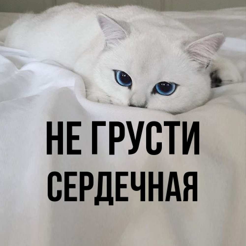 Открытка на каждый день с именем, Сеpдечная Не грусти Голубоглазая кошка Прикольная открытка с пожеланием онлайн скачать бесплатно 