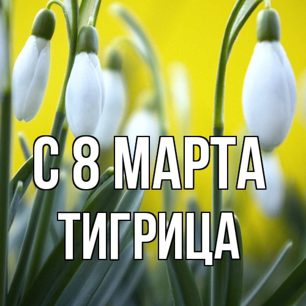 Открытка на каждый день с именем, Тигрица C 8 МАРТА весенние цветы Прикольная открытка с пожеланием онлайн скачать бесплатно 