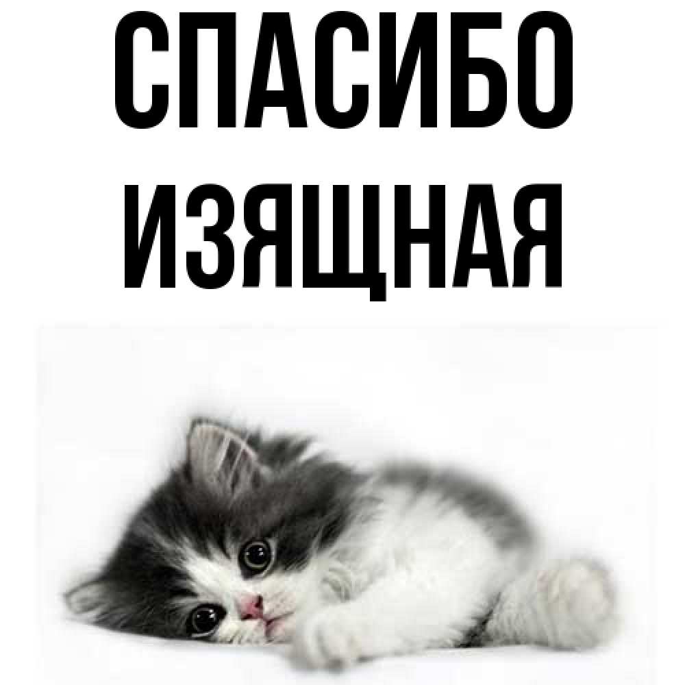 Открытка на каждый день с именем, Изящная Спасибо черный и белый кот Прикольная открытка с пожеланием онлайн скачать бесплатно 