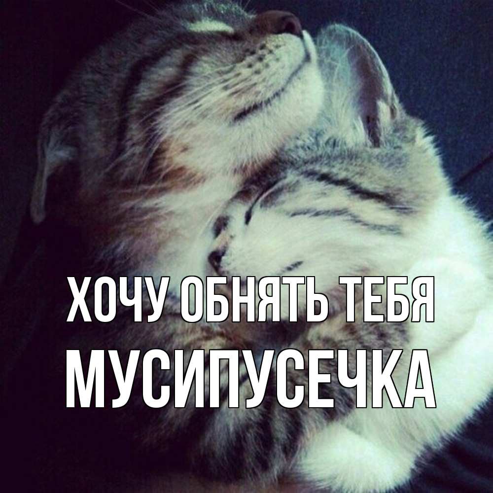 Открытка на каждый день с именем, Мусипусечка Хочу обнять тебя полосатики Прикольная открытка с пожеланием онлайн скачать бесплатно 