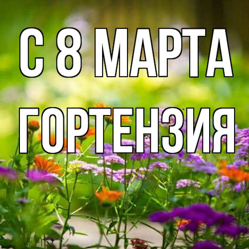 Картинка C 8 МАРТА, Гортензия