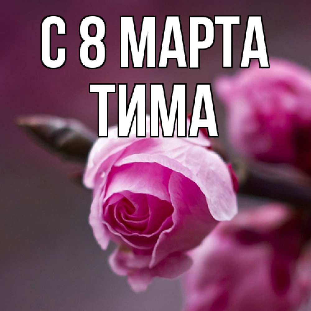 Открытка на каждый день с именем, Тима C 8 МАРТА весна Прикольная открытка с пожеланием онлайн скачать бесплатно 