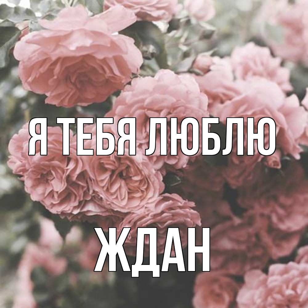 Открытка на каждый день с именем, Ждан Я тебя люблю розы 3 Прикольная открытка с пожеланием онлайн скачать бесплатно 