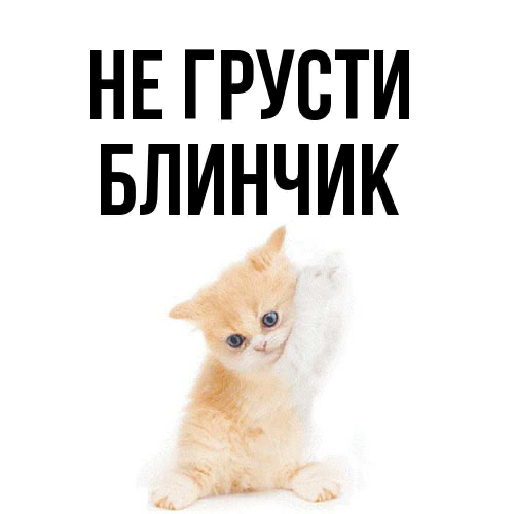 Открытка на каждый день с именем, Блинчик Не грусти просящий кот Прикольная открытка с пожеланием онлайн скачать бесплатно 