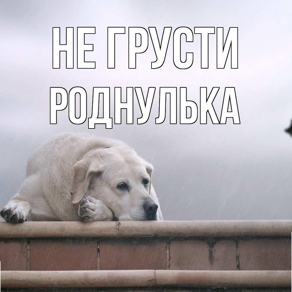 Открытка на каждый день с именем, Роднулька Не грусти белый пес 1 Прикольная открытка с пожеланием онлайн скачать бесплатно 