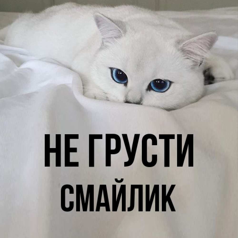 Открытка на каждый день с именем, Смайлик Не грусти Голубоглазая кошка Прикольная открытка с пожеланием онлайн скачать бесплатно 
