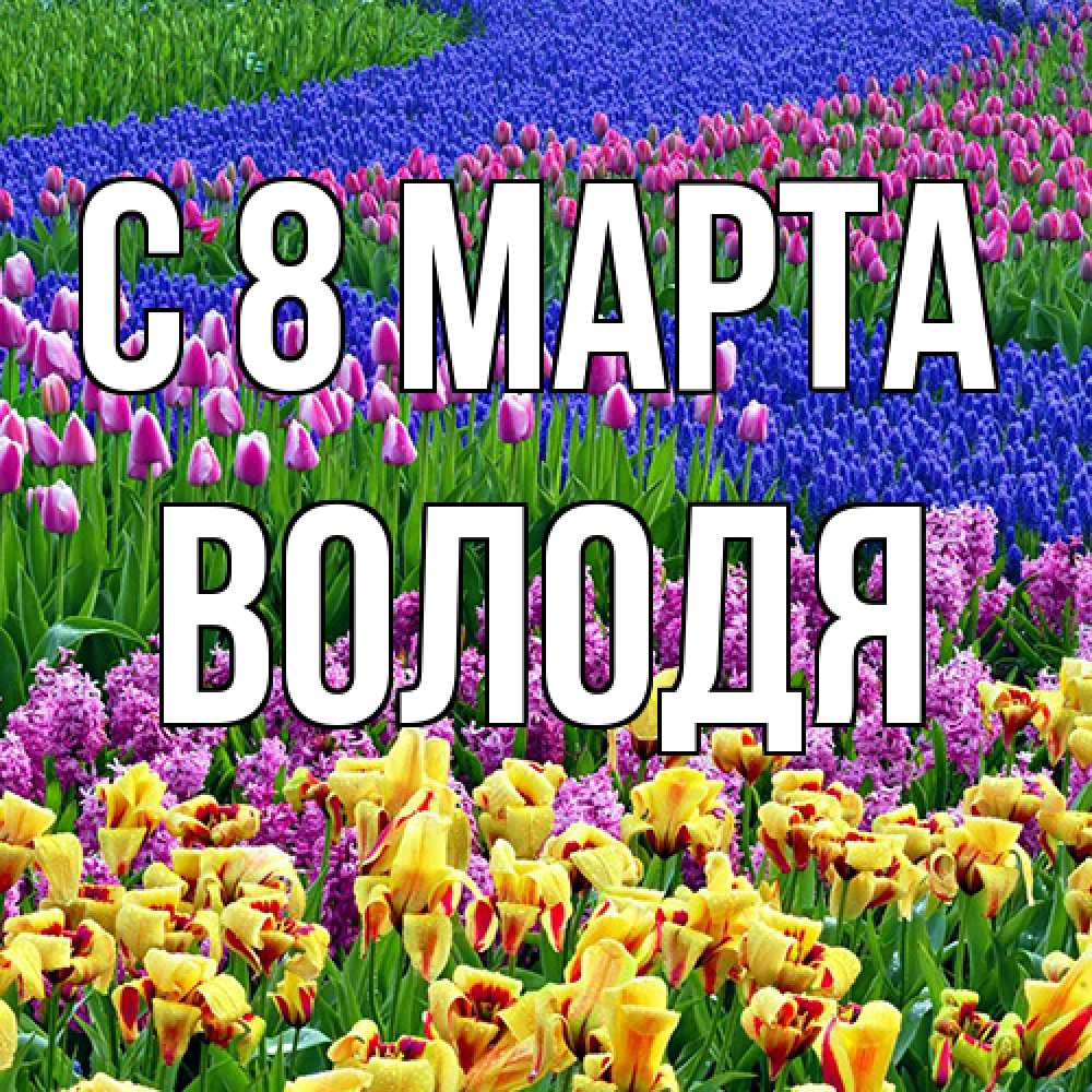 Открытка на каждый день с именем, Володя C 8 МАРТА цветы Прикольная открытка с пожеланием онлайн скачать бесплатно 