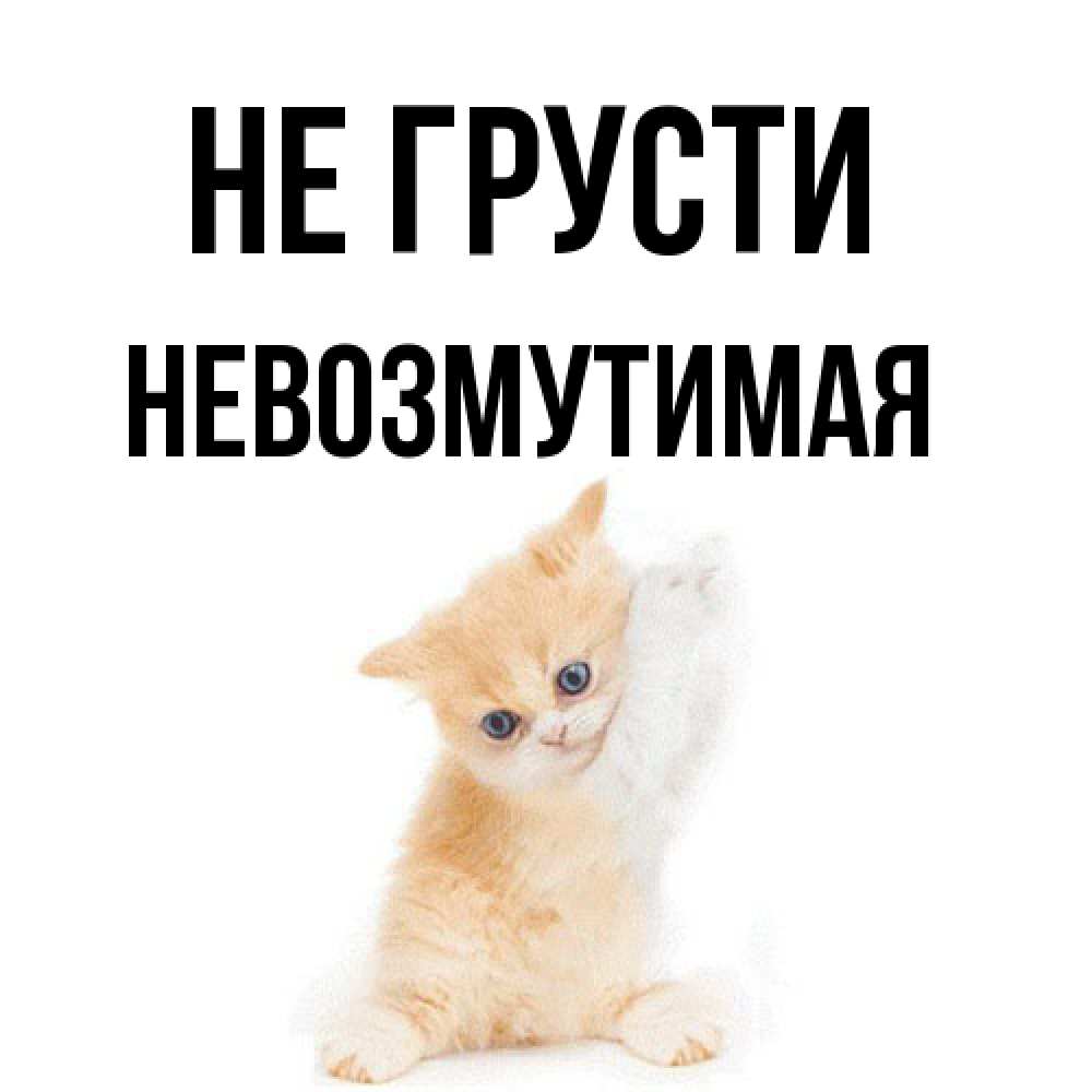Открытка на каждый день с именем, Невозмутимая Не грусти просящий кот Прикольная открытка с пожеланием онлайн скачать бесплатно 