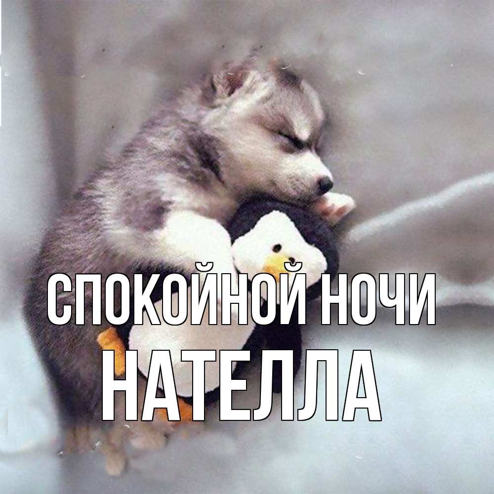 Открытка на каждый день с именем, Нателла Спокойной ночи обнимашки щенка и пингвина Прикольная открытка с пожеланием онлайн скачать бесплатно 