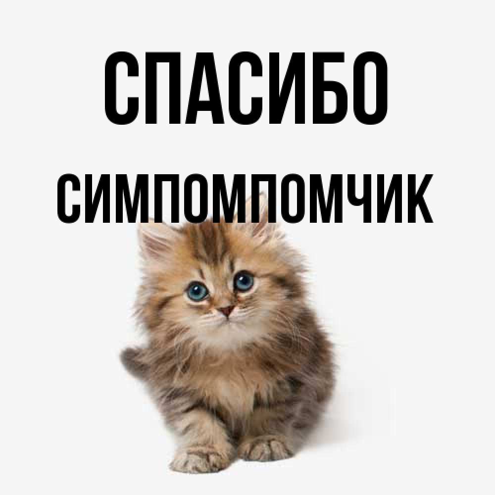 Открытка на каждый день с именем, Симпомпомчик Спасибо пушистый котик Прикольная открытка с пожеланием онлайн скачать бесплатно 