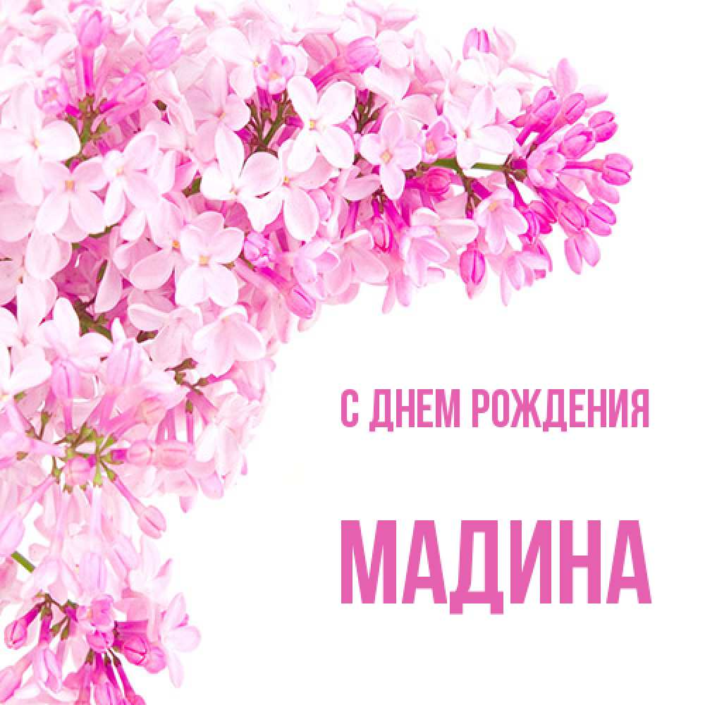 Открытка на каждый день с именем, Мадина С днем рождения Сирень на белом фоне Прикольная открытка с пожеланием онлайн скачать бесплатно 