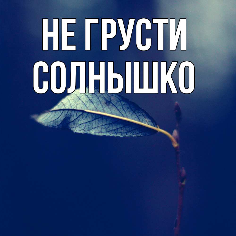 Открытка на каждый день с именем, Солнышко Не грусти растение Прикольная открытка с пожеланием онлайн скачать бесплатно 