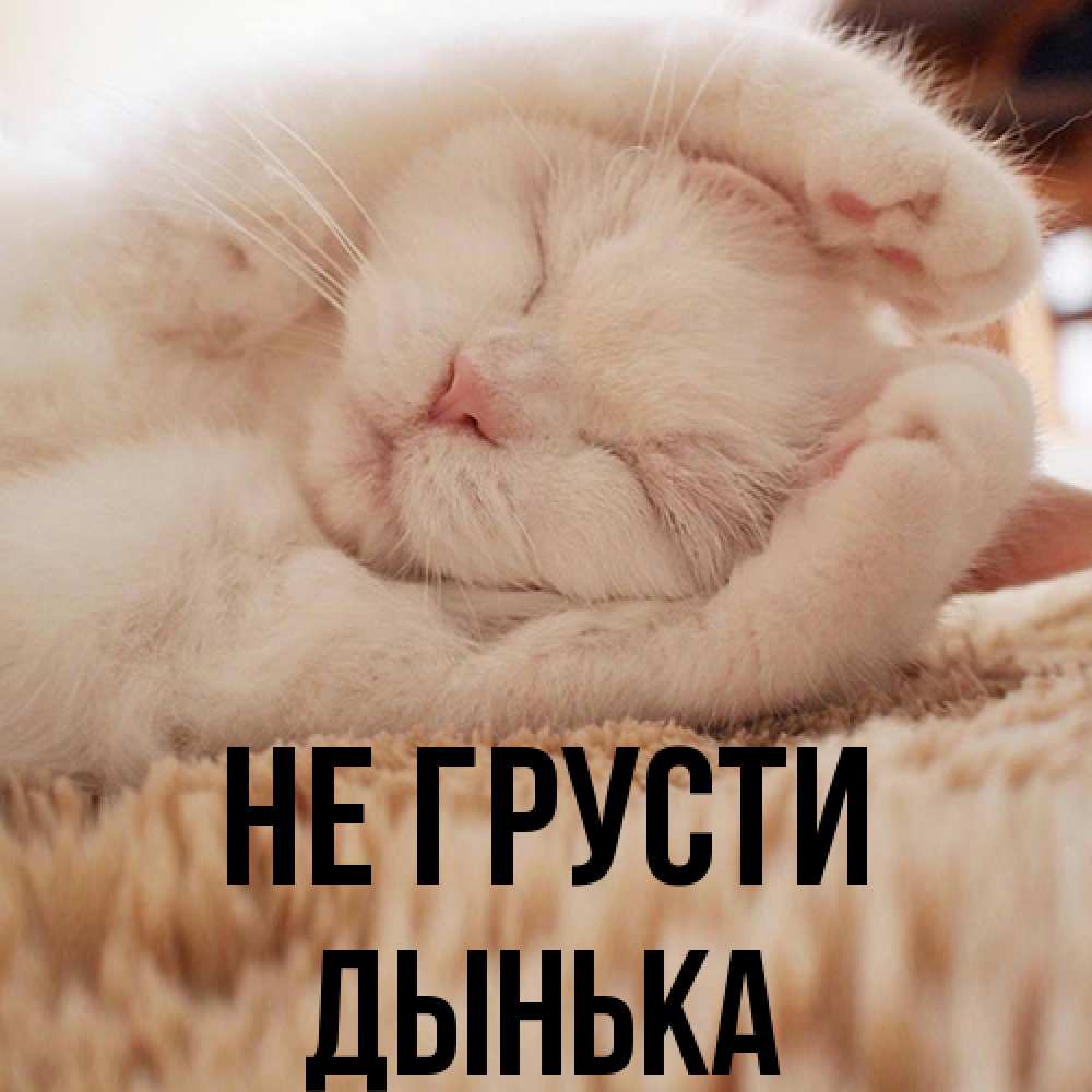 Открытка на каждый день с именем, Дынька Не грусти Котенок спит Прикольная открытка с пожеланием онлайн скачать бесплатно 