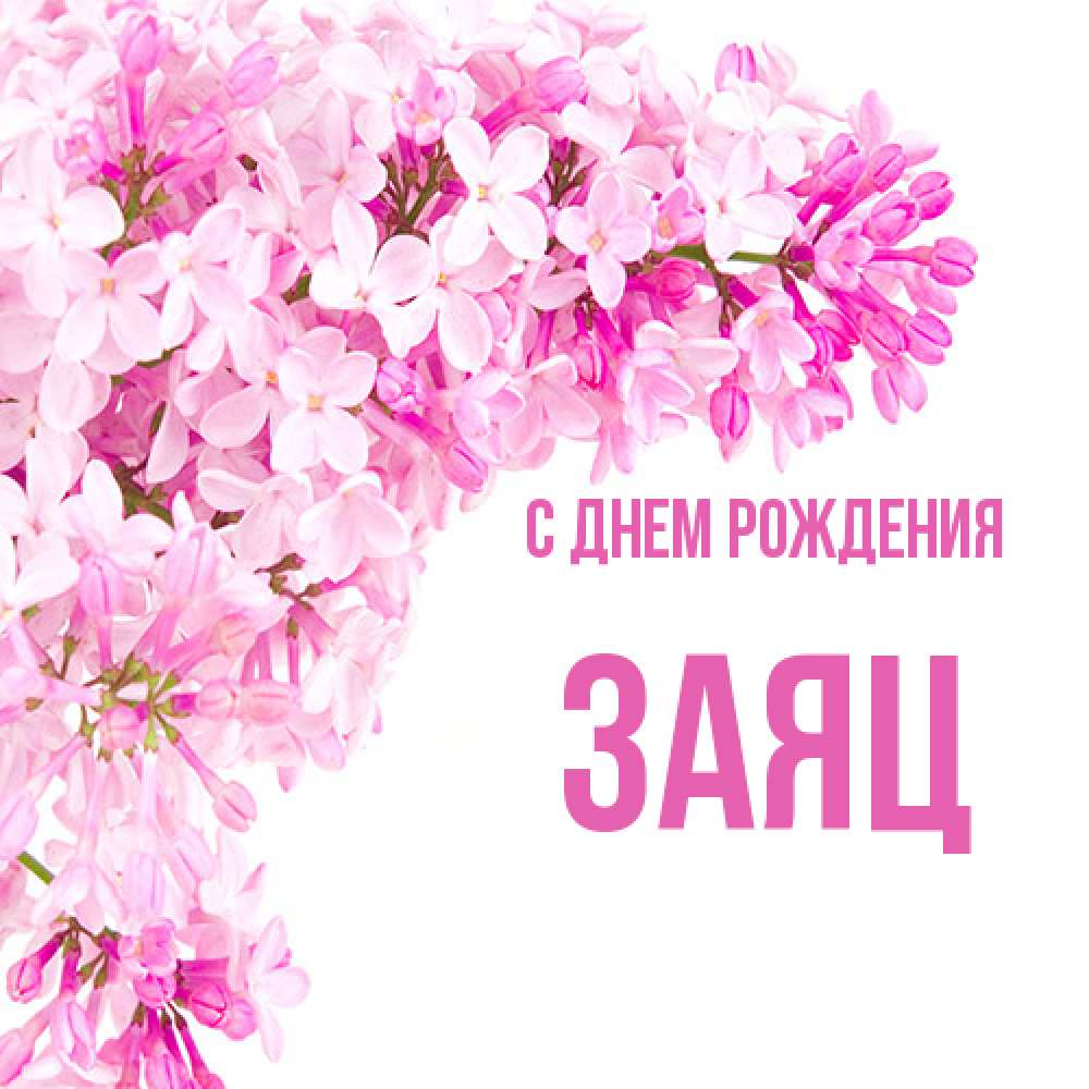 Открытка на каждый день с именем, Заяц С днем рождения Сирень на белом фоне Прикольная открытка с пожеланием онлайн скачать бесплатно 