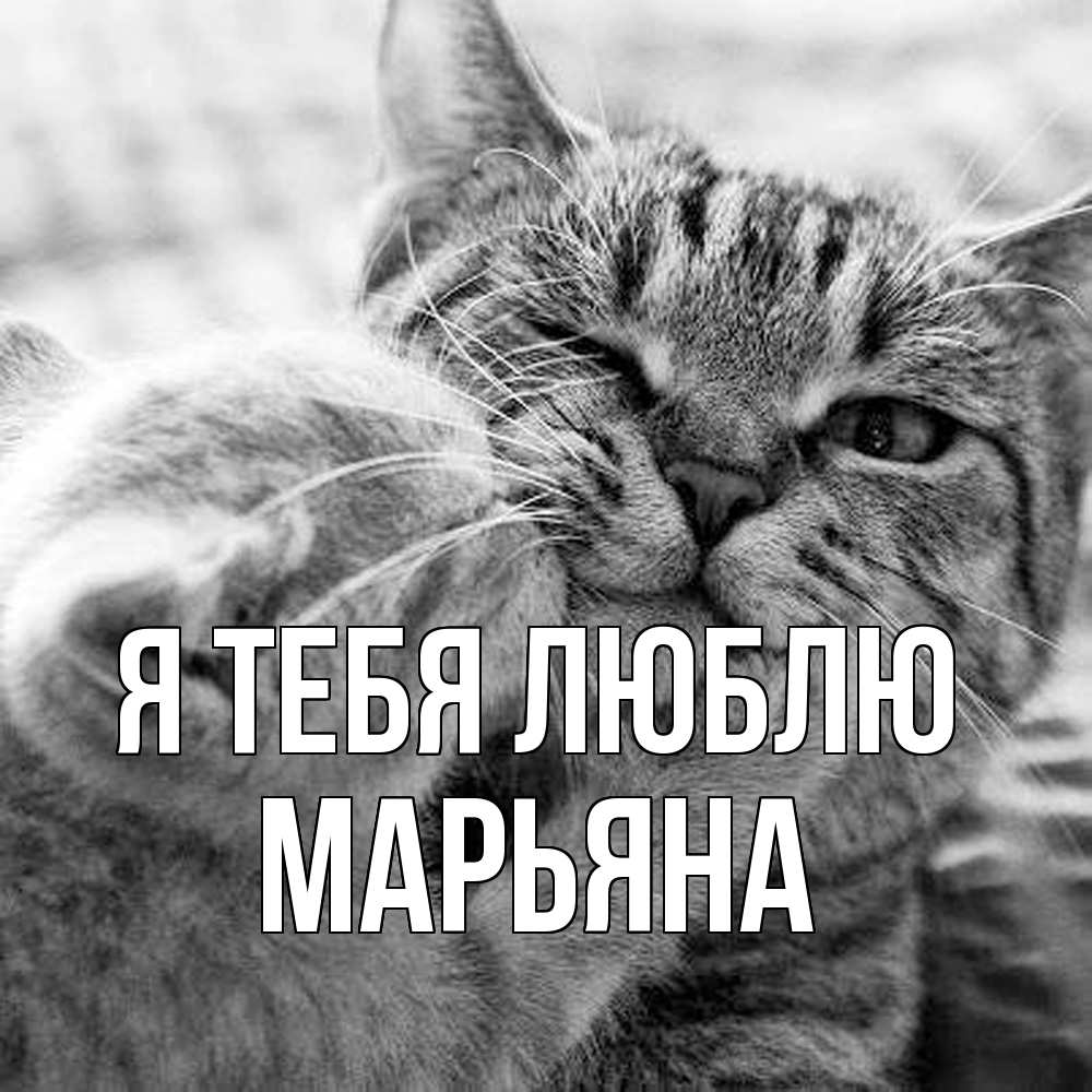 Открытка на каждый день с именем, Марьяна Я тебя люблю коты Прикольная открытка с пожеланием онлайн скачать бесплатно 