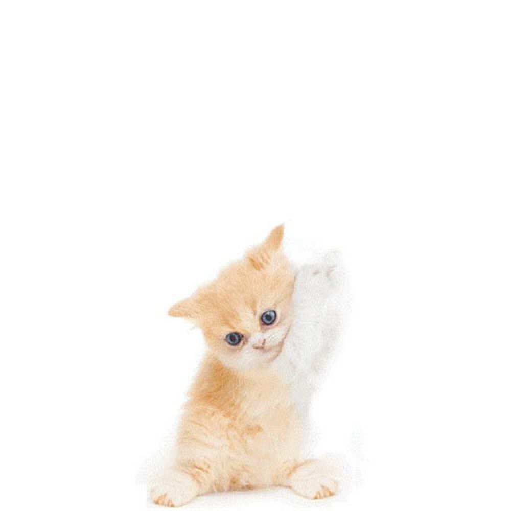 Открытка на каждый день с именем, Барби Не грусти просящий кот Прикольная открытка с пожеланием онлайн скачать бесплатно 