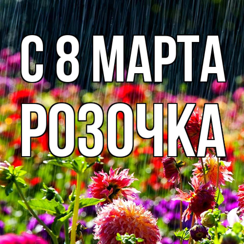 Открытка на каждый день с именем, Розочка C 8 МАРТА цветы под дождиком к международному женскому дню Прикольная открытка с пожеланием онлайн скачать бесплатно 