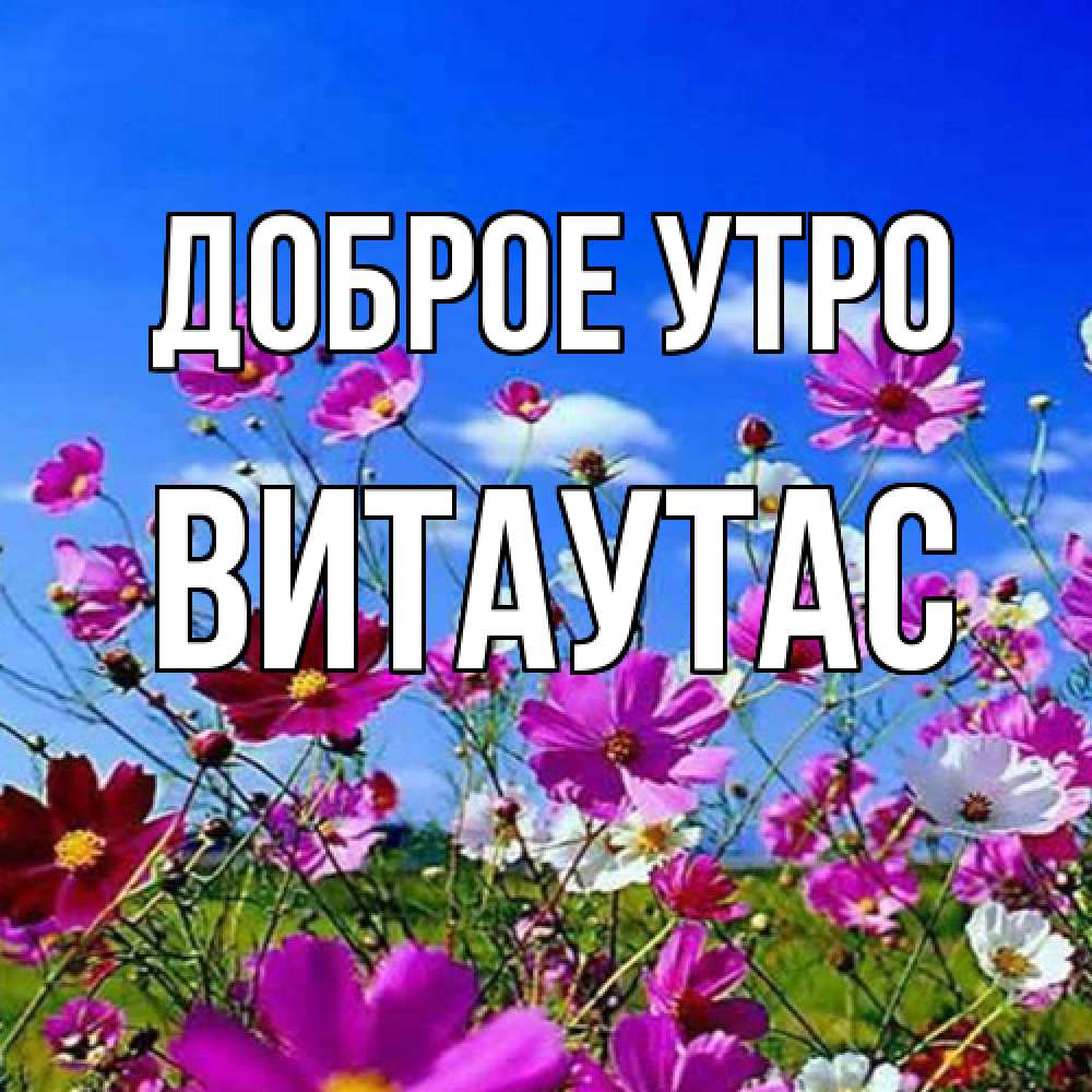 Открытка на каждый день с именем, Витаутас Доброе утро сиреневые цветы Прикольная открытка с пожеланием онлайн скачать бесплатно 