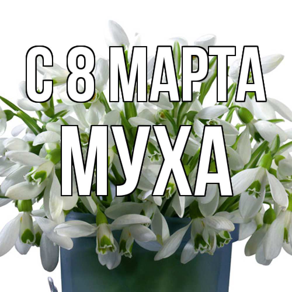 Открытка на каждый день с именем, Муха C 8 МАРТА цветы к международному женскому дню Прикольная открытка с пожеланием онлайн скачать бесплатно 