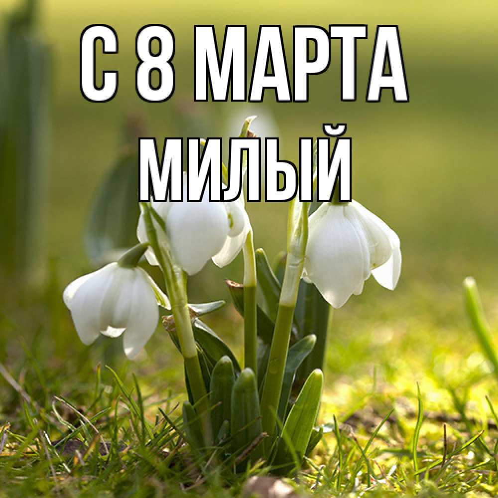 Открытка на каждый день с именем, Милый C 8 МАРТА ранние цветы 2 Прикольная открытка с пожеланием онлайн скачать бесплатно 