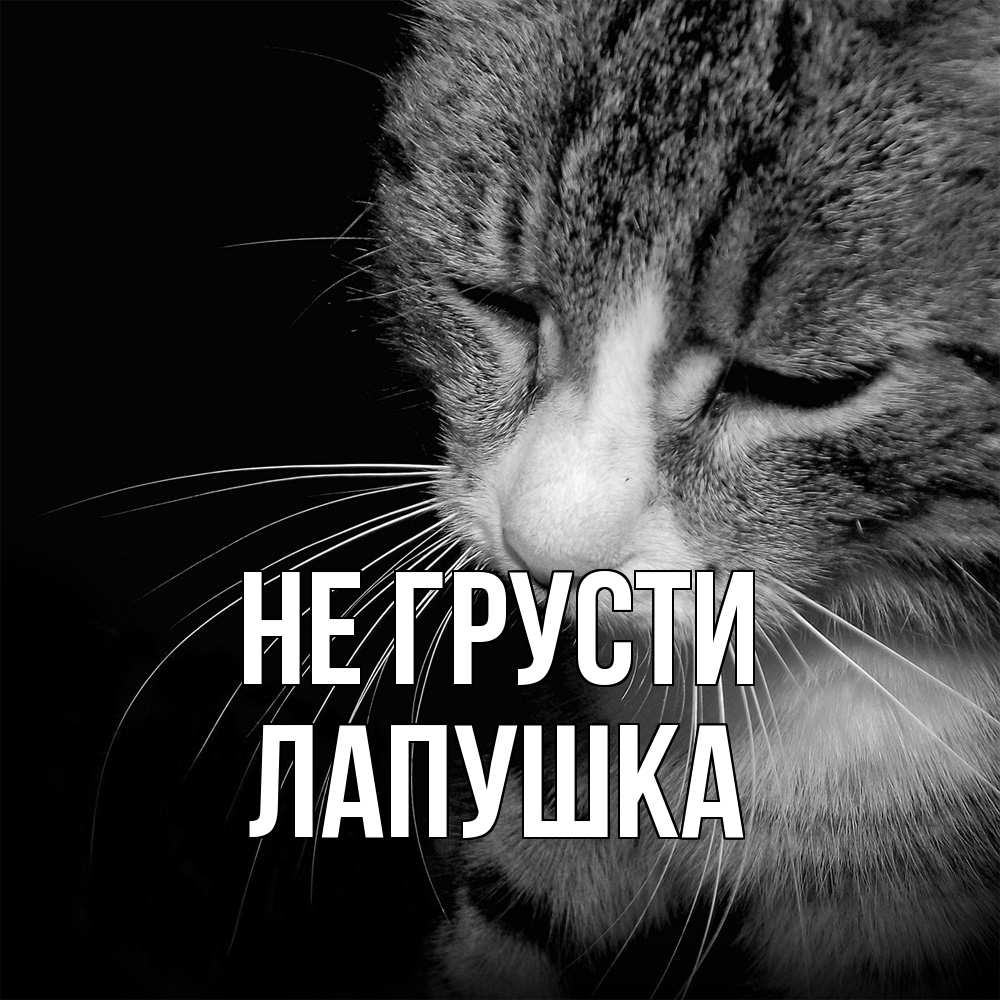 Открытка на каждый день с именем, лапушка Не грусти грустный котик Прикольная открытка с пожеланием онлайн скачать бесплатно 