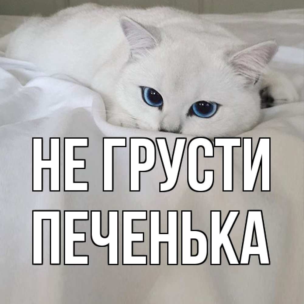 Открытка на каждый день с именем, Печенька Не грусти белый кот с голубыми глазами на белоснежной кровати Прикольная открытка с пожеланием онлайн скачать бесплатно 